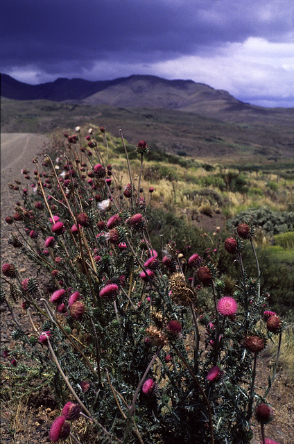 Don't forget the roadside flowers......