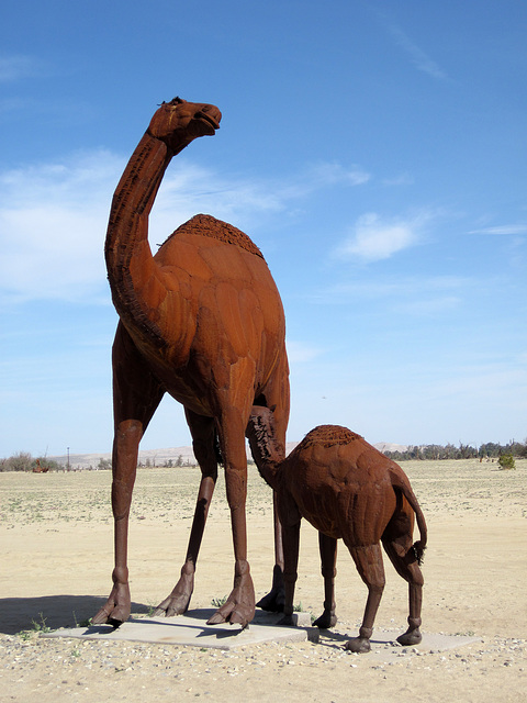 Ricardo Breceda's Camelops sculpture in Galleta Meadows Estate (4456)