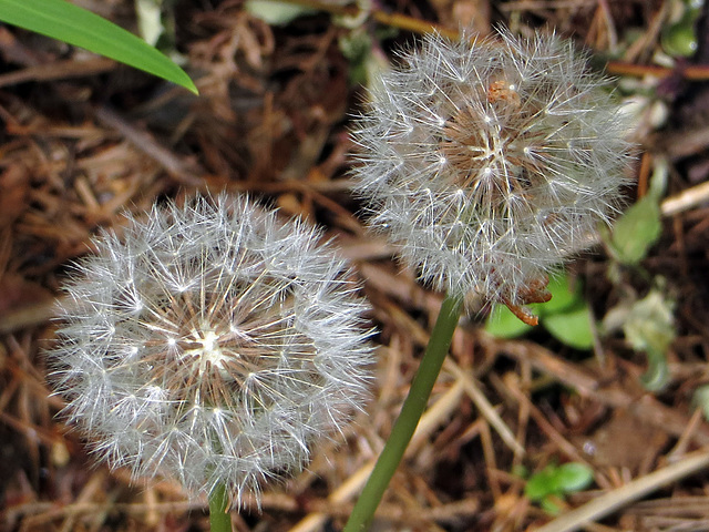 Pusteblumen