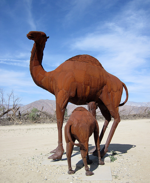 Ricardo Breceda's Camelops sculpture in Galleta Meadows Estate (4457)