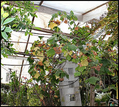 Dombeya