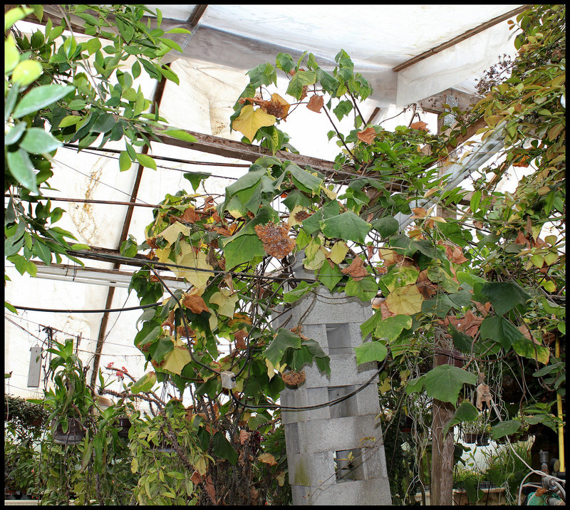 Dombeya