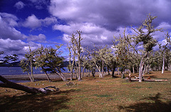 The Lichens Forest at Lago Yehuin