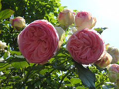 Rosae rosae rosas Rosarum rosis rosis