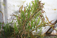 Homalocladium- Polygonacées  (2)