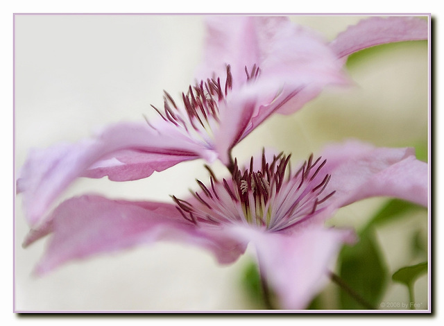 Clematis