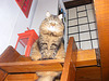 Minette