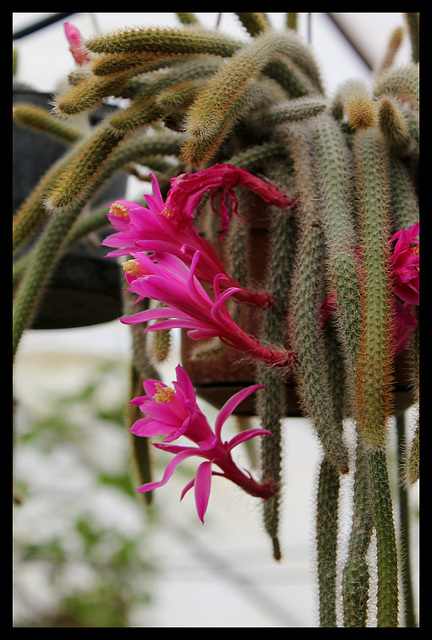 Aporocactus flagelliformis (3)