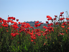 Poppies