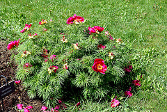 Paeonia tenuifolia (2)