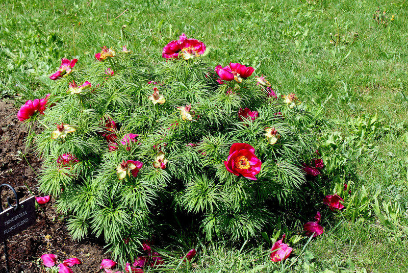 Paeonia tenuifolia (2)