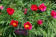 Paeonia anomala