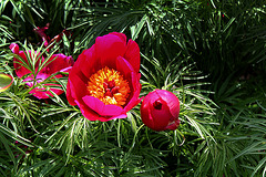 Paeonia tenuifolia