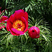 Paeonia tenuifolia