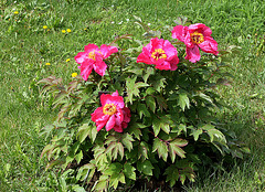 Pivoine 'Eté Indien '