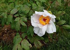 Pivoine 'Etoile des neiges '