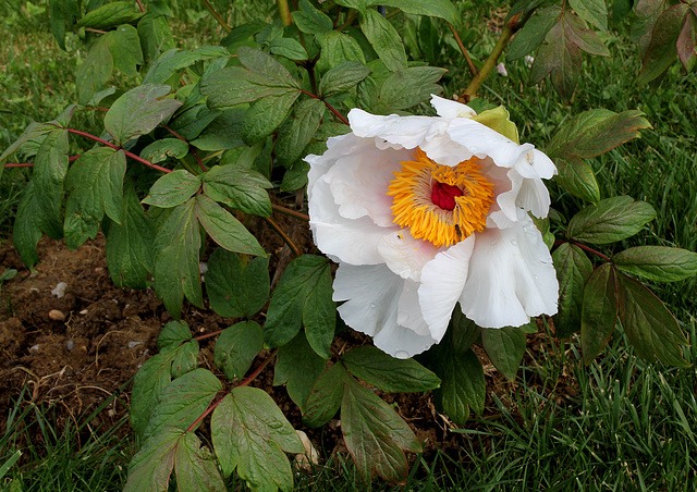 Pivoine 'Etoile des neiges '