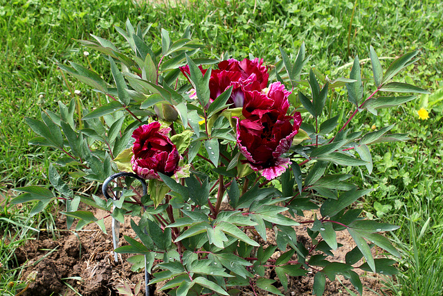Pivoine 'Ouragan ' (2)
