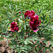 Pivoine 'Ouragan ' (2)