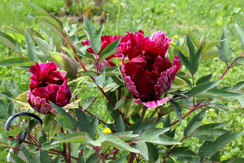 Pivoine 'Ouragan ' (3)