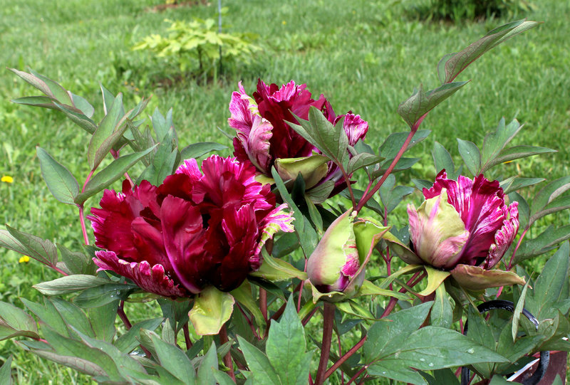 Pivoine 'Ouragan '