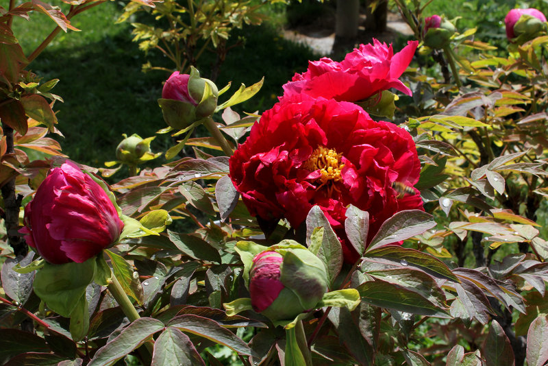 Pivoine 'Tayio'