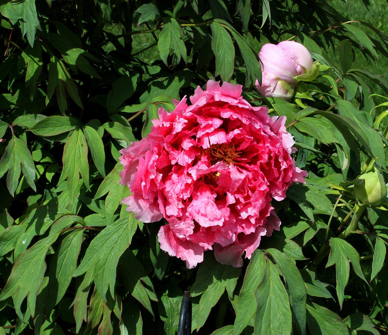 Pivoine Tsukasa Jishi