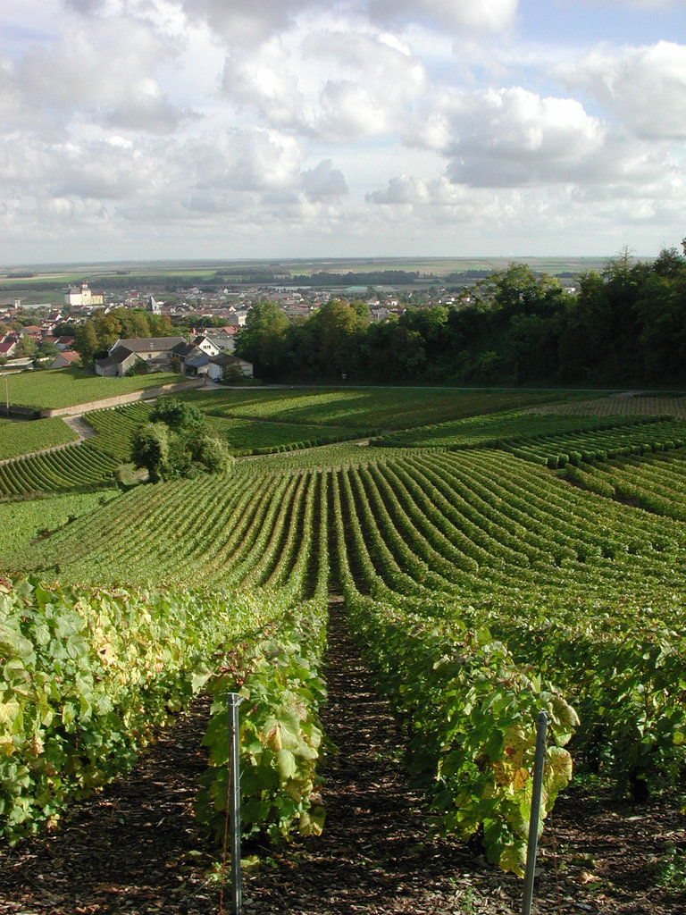 VIGNES