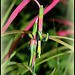 Bilbergia nutans