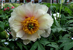 Pivoine 'Helene Martin'