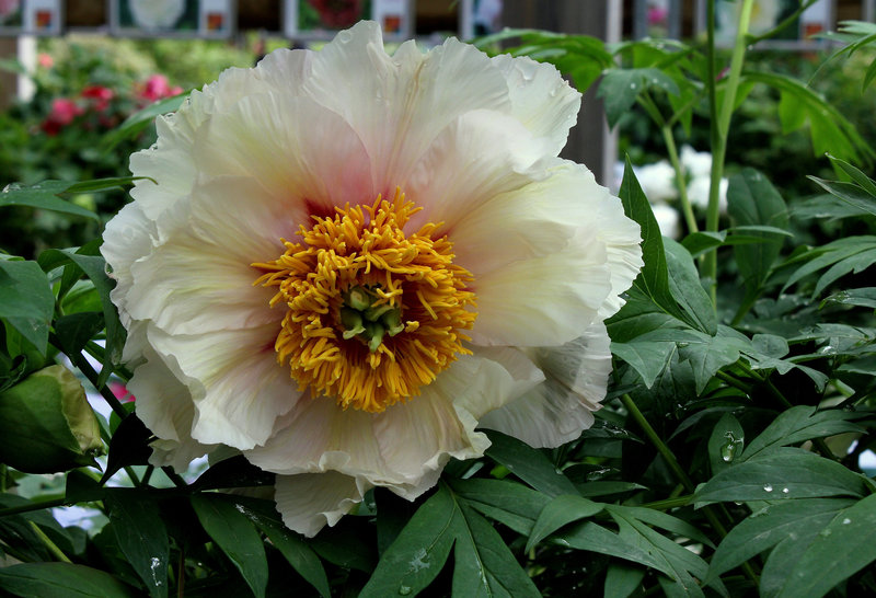 Pivoine 'Helene Martin'