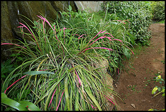 Bilbergia nutans  (2)