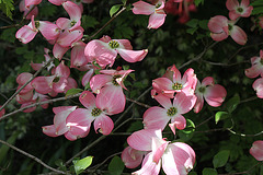 Cornus florida Cornus florida