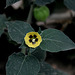 Physalis peruviana - Coqueret du Pérou