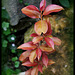 Pereskia aculeata ' Godseffiana'