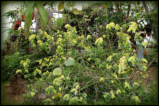 Buisson de Justicia