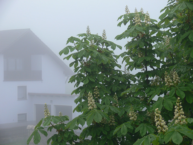 Nebel im Frühling