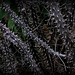 Euphorbia millii