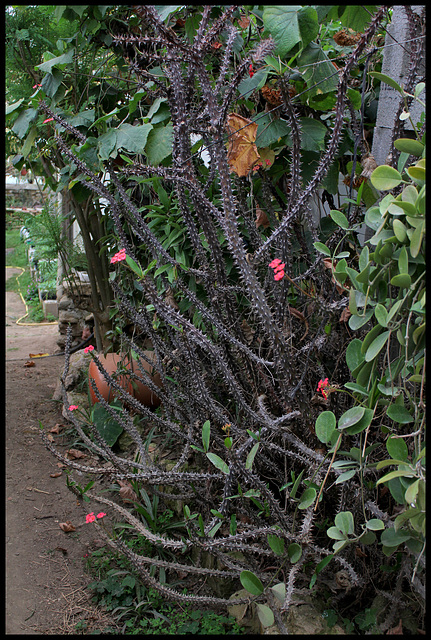 Euphorbia millii