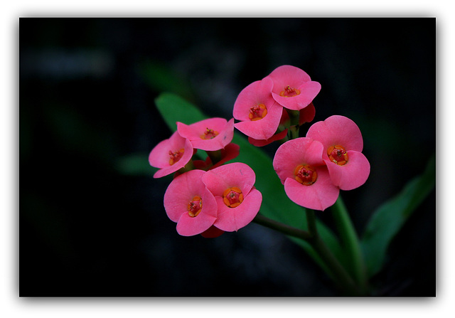 Euphorbia millii