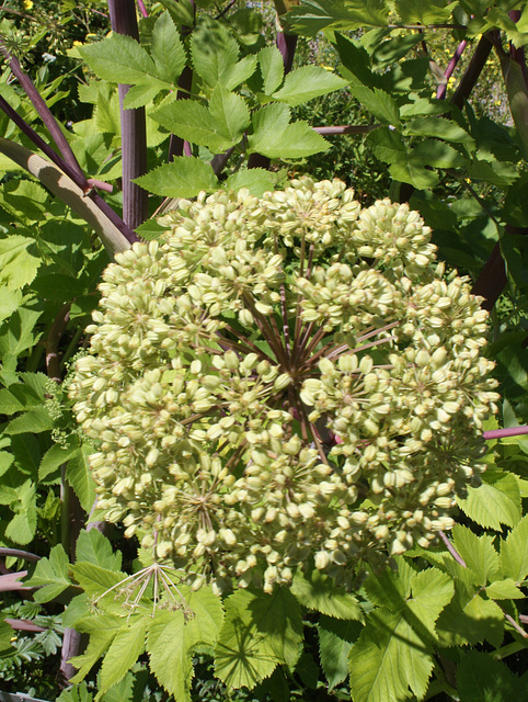 Erzengelwurz /Angelica archangelica