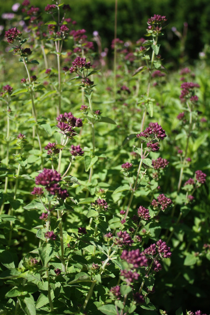 gewöhnlicher Dost / Valeriana officinalis