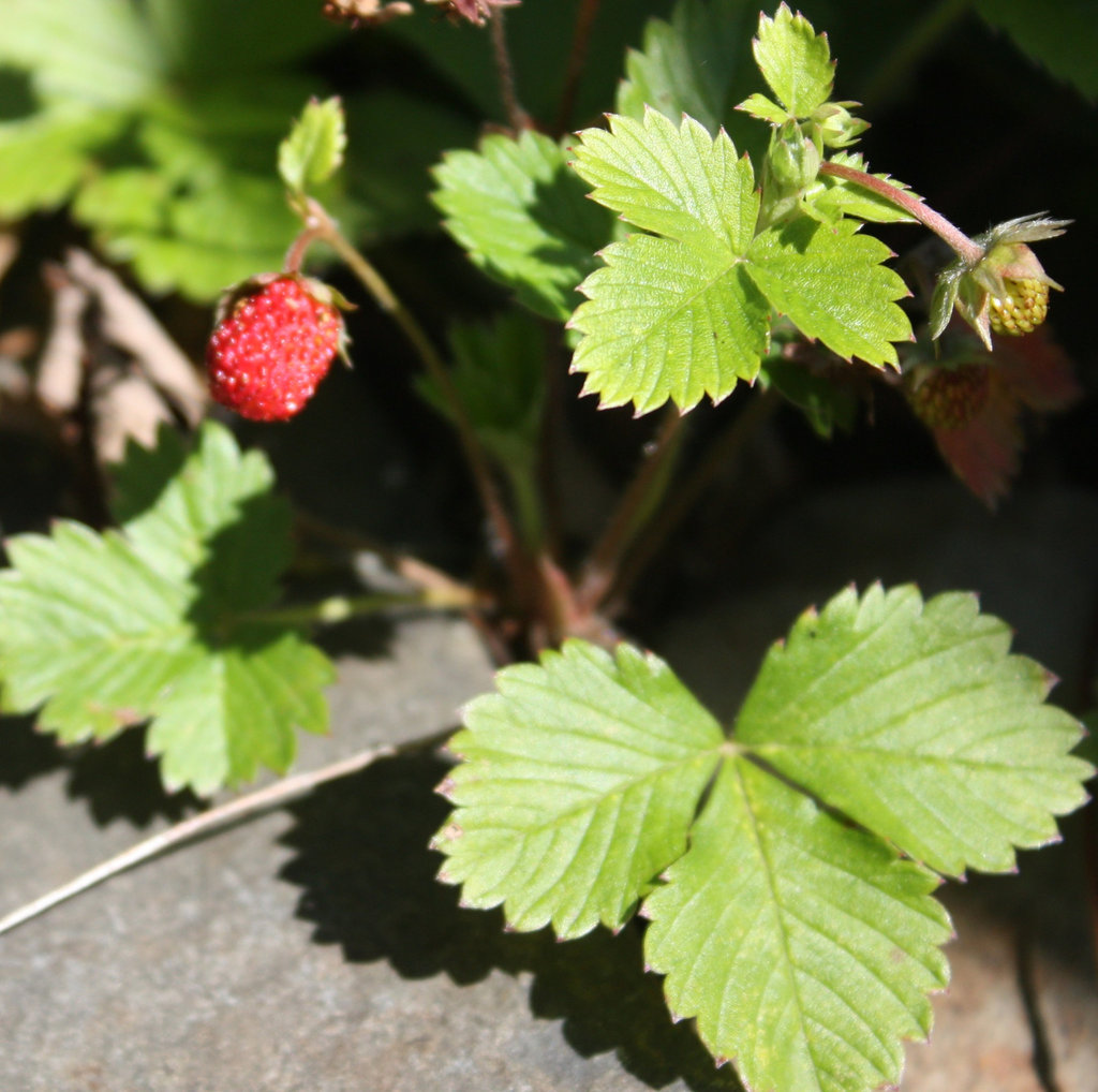 Walderdbeere / Fragaria vesca