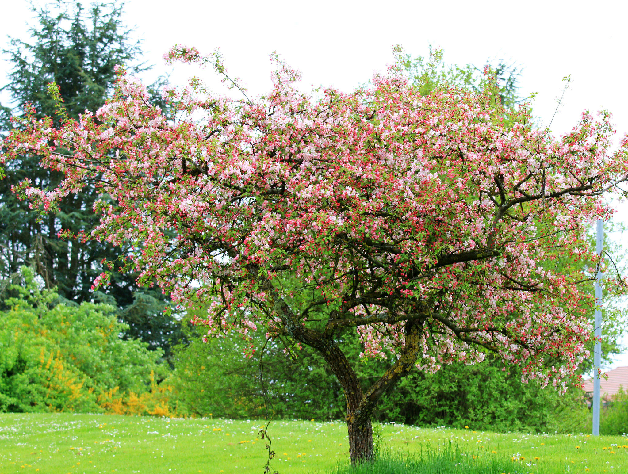 Apfelbaum