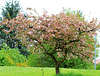 Apfelbaum
