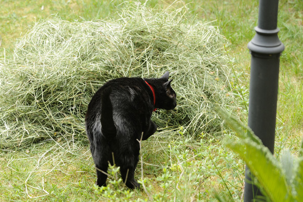 Moritz nimmt ein Heubad ;-) - Maxi will auch...