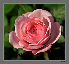 Rose Douceur