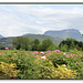 Paysage drômois (4)