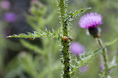 Georgenfelder Hochmoor 2