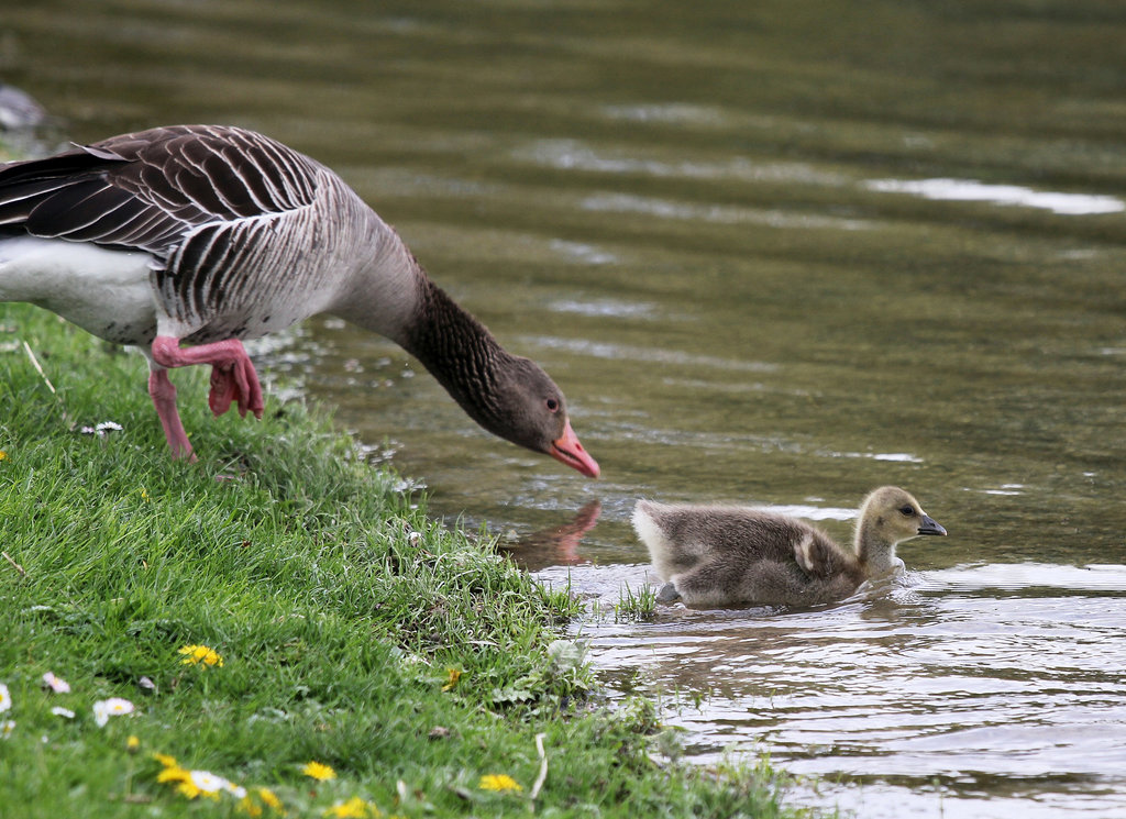 Hopp, ins Wasser mit Dir